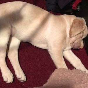 This is my puppy Lemon! She just wants to say hi